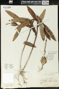 Epidendrum nocturnum image