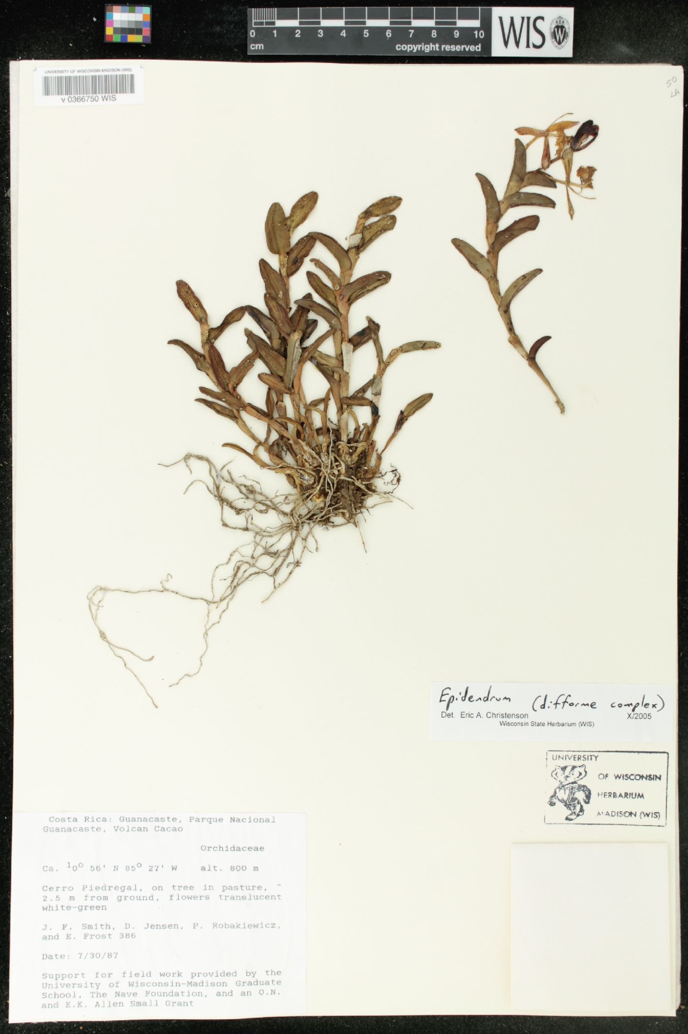 Epidendrum boricuarum image