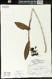 Epidendrum chlorops image