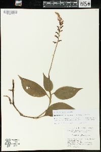 Erythrodes plantaginea image