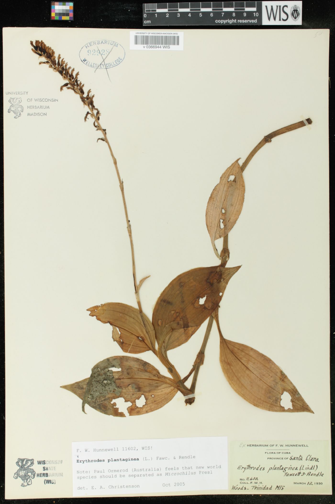 Erythrodes plantaginea image