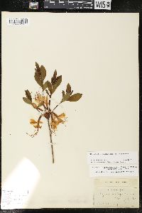 Rhododendron periclymenoides image