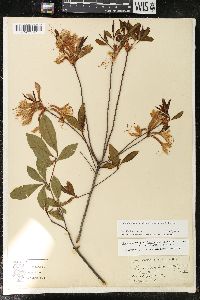 Rhododendron periclymenoides image