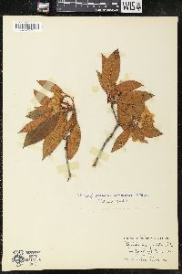 Rhododendron punctatum image