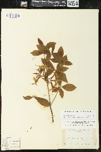 Rhododendron prinophyllum image