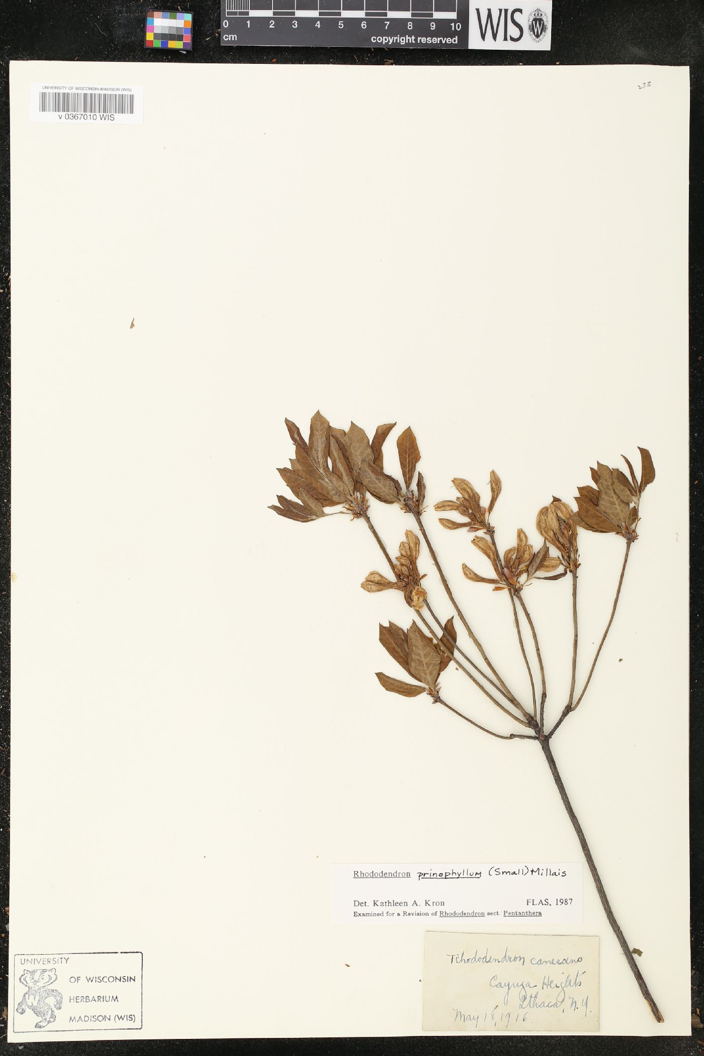 Rhododendron prinophyllum image