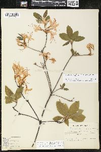 Rhododendron prinophyllum image