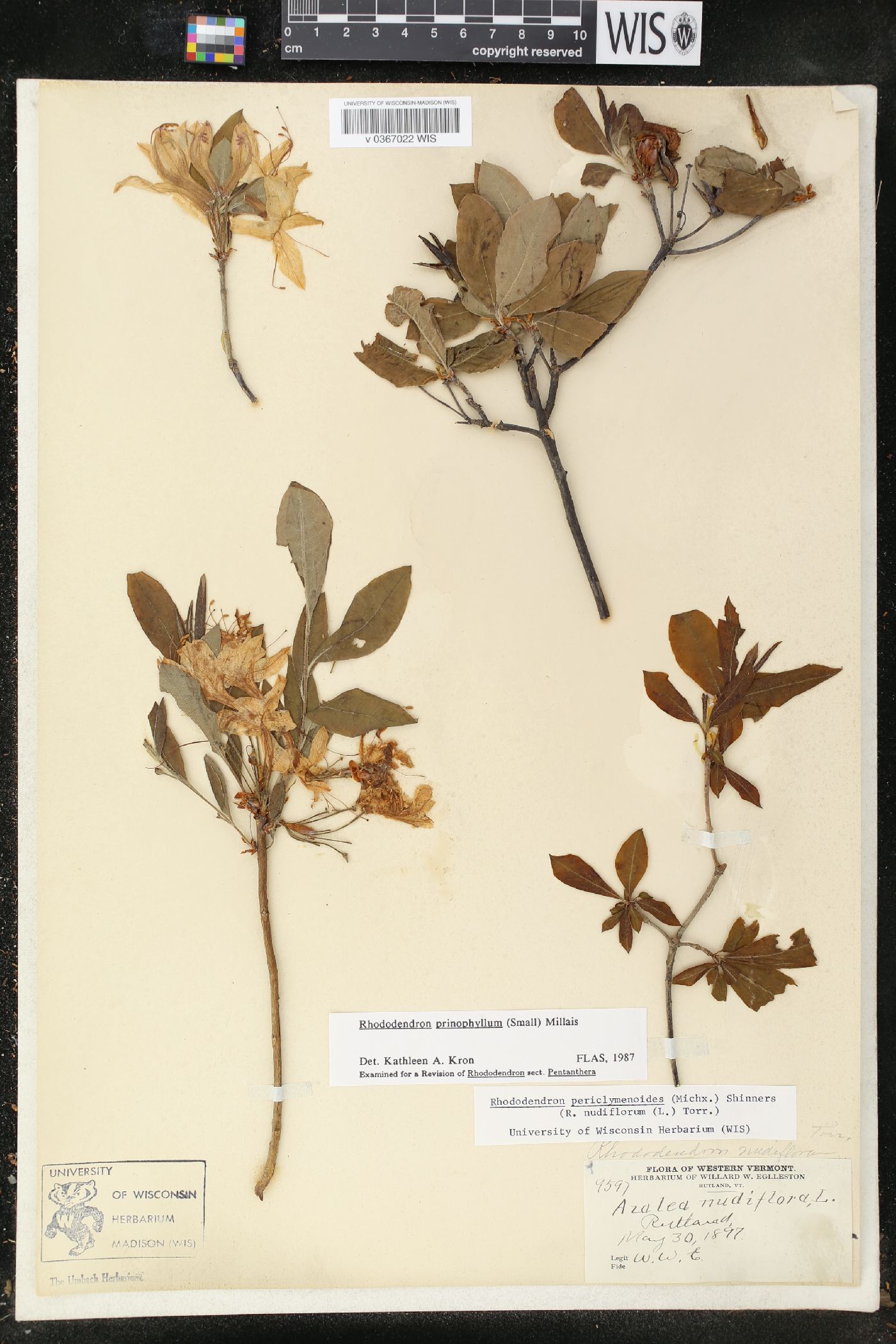 Rhododendron prinophyllum image