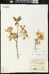 Rhododendron prinophyllum image