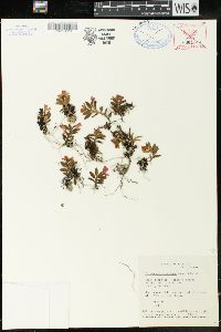 Image of Fernandezia maculata