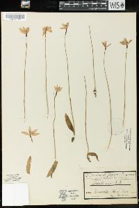 Glossodia major image