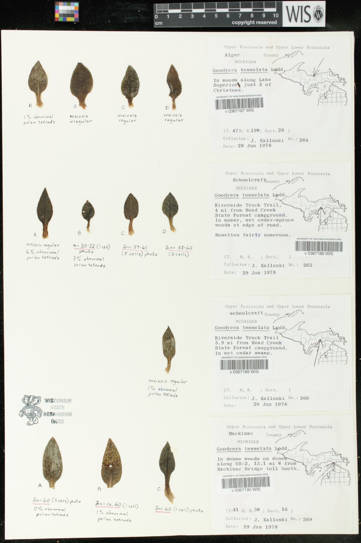 Goodyera tesselata image