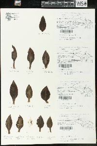 Goodyera oblongifolia image