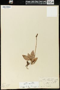 Goodyera oblongifolia image