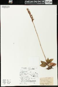 Goodyera oblongifolia image