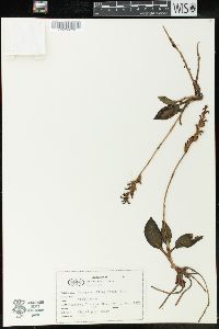 Goodyera oblongifolia image