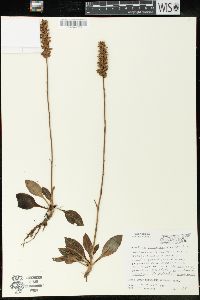 Goodyera pubescens image