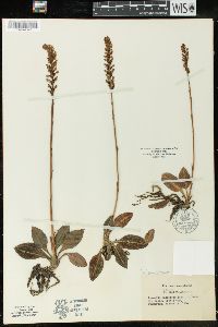 Goodyera pubescens image