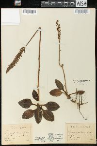 Goodyera pubescens image