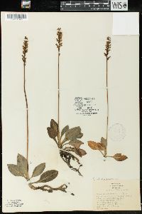 Goodyera pubescens image