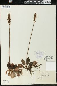 Goodyera pubescens image