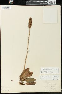 Goodyera pubescens image