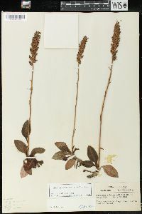 Goodyera pubescens image