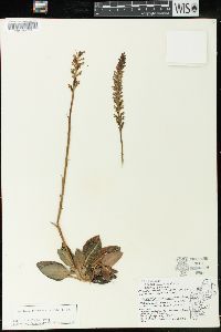 Goodyera pubescens image