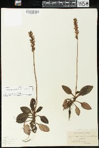 Goodyera pubescens image