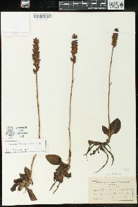 Goodyera pubescens image