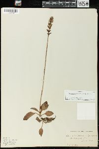 Goodyera pubescens image