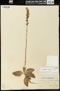 Goodyera pubescens image