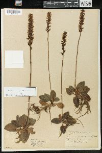 Goodyera pubescens image