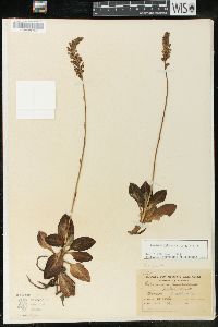 Goodyera pubescens image