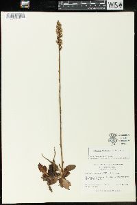 Goodyera pubescens image