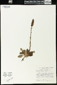 Goodyera pubescens image