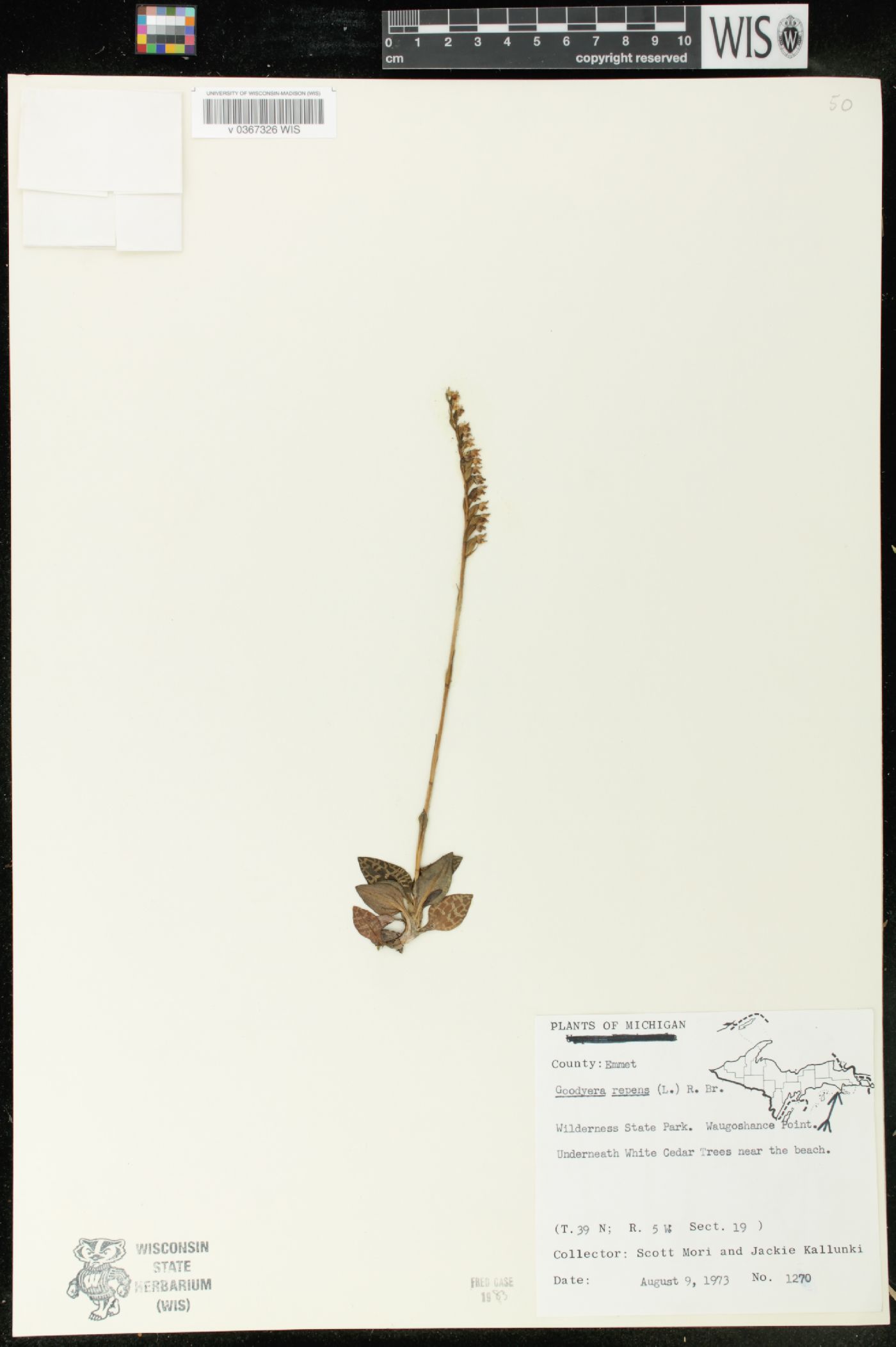 Goodyera repens image