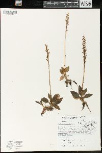 Goodyera tesselata image