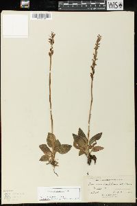 Goodyera tesselata image