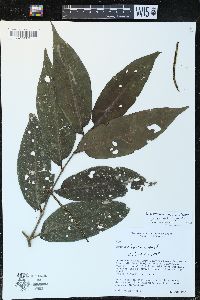 Piper arboreum image