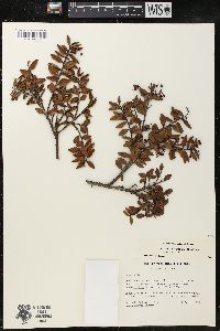 Gaultheria strigosa image