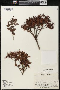 Gaultheria strigosa image