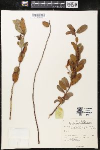 Gaultheria fragrantissima image