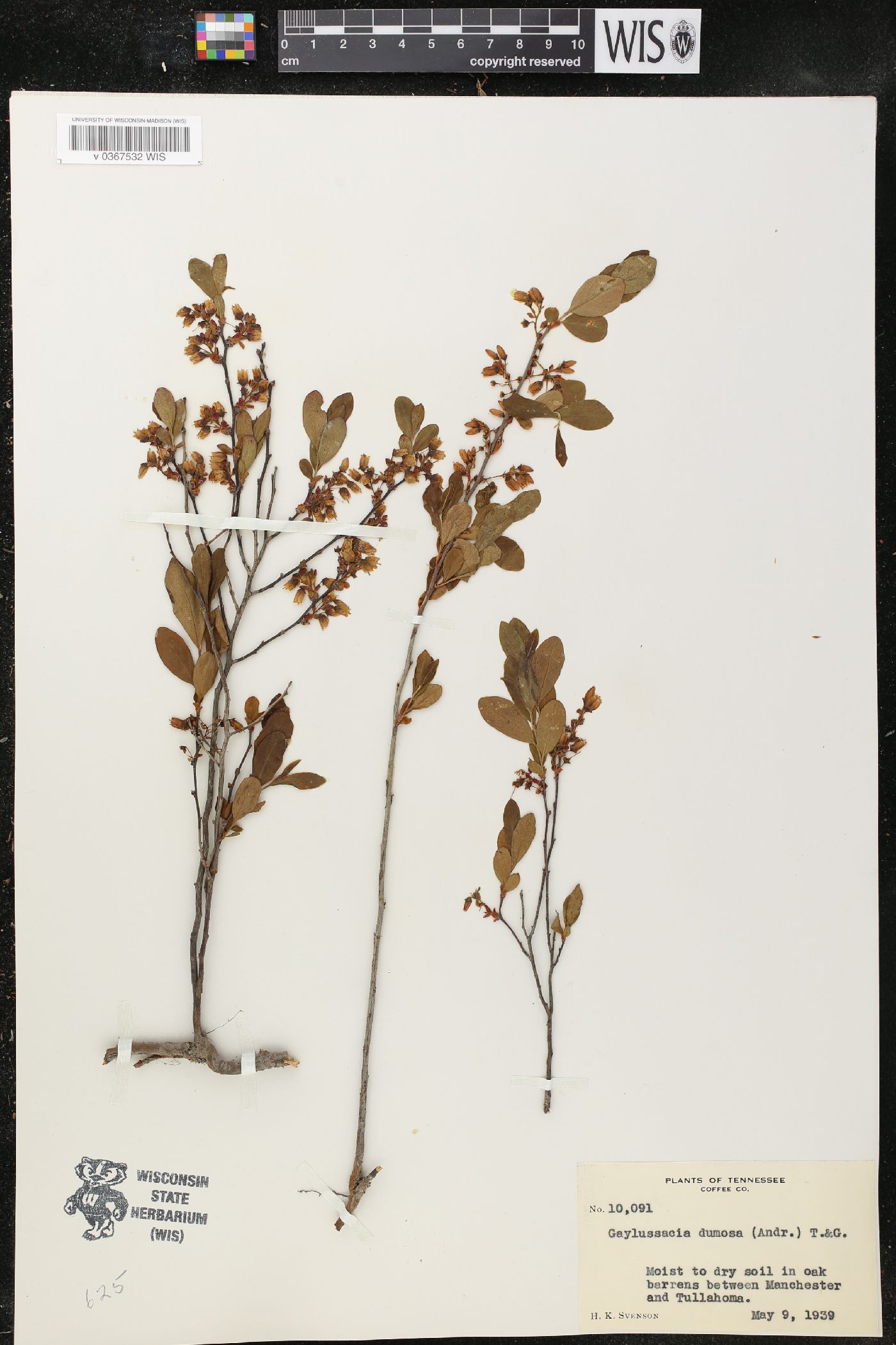 Gaylussacia dumosa image