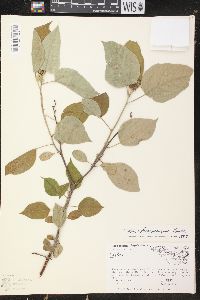 Croton sphaerocarpus image