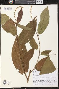 Croton sphaerocarpus image
