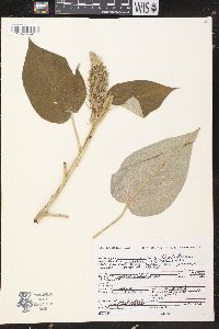 Croton stipulaceus image