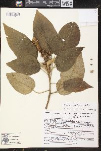 Croton stipulaceus image