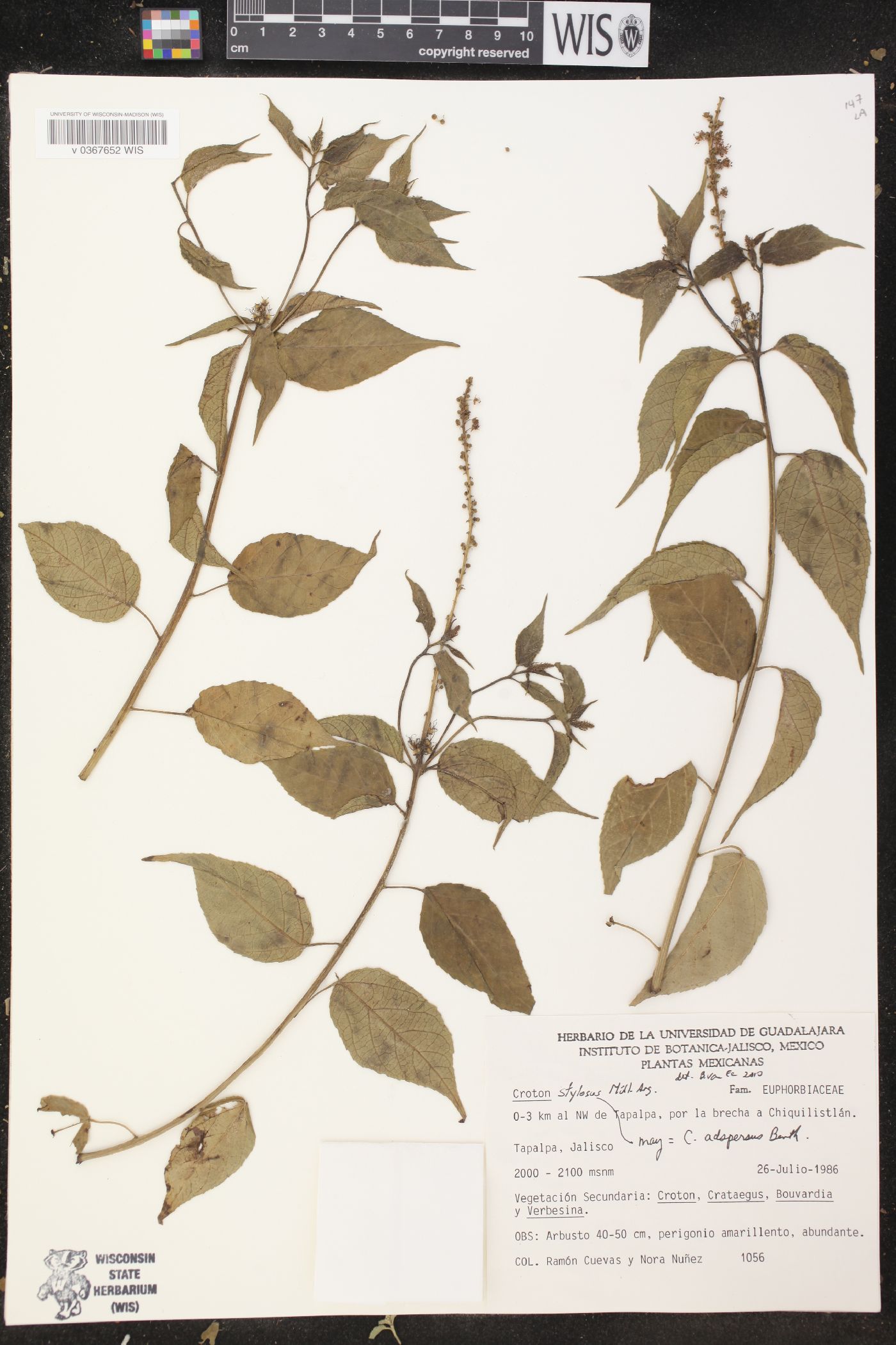 Croton stylosus image