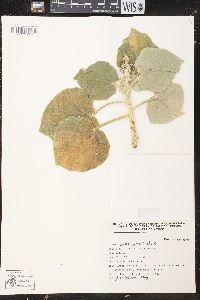 Croton suberosus image